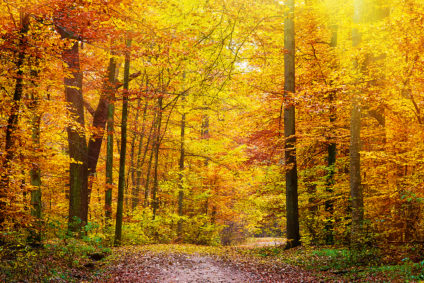 Sonnenstrahlen scheinen in einen herbstlichen Wald.