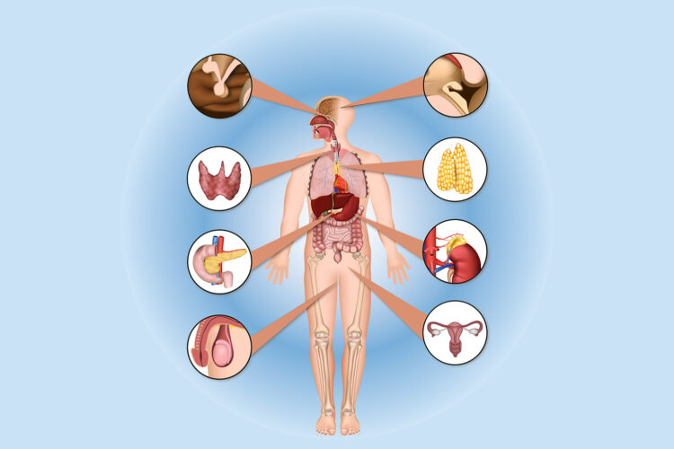 Anatomische Ansicht des menschlichen Körpers mit Vergrößerung der Körperteile, die Hormone produzieren.
